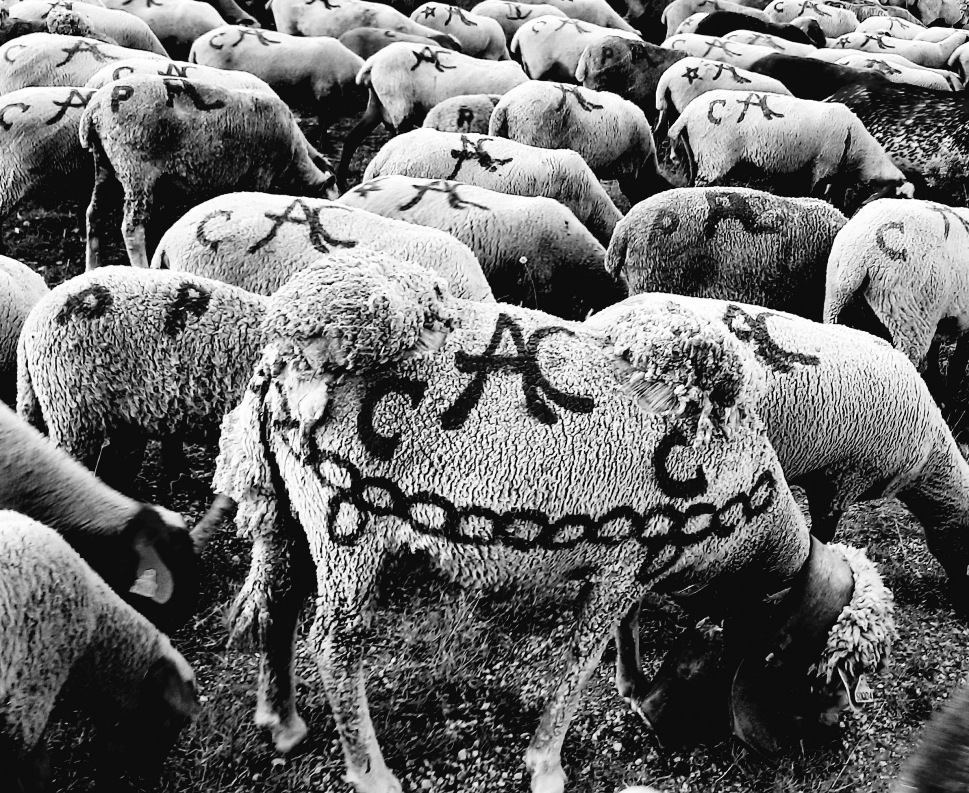 conférence transhumance