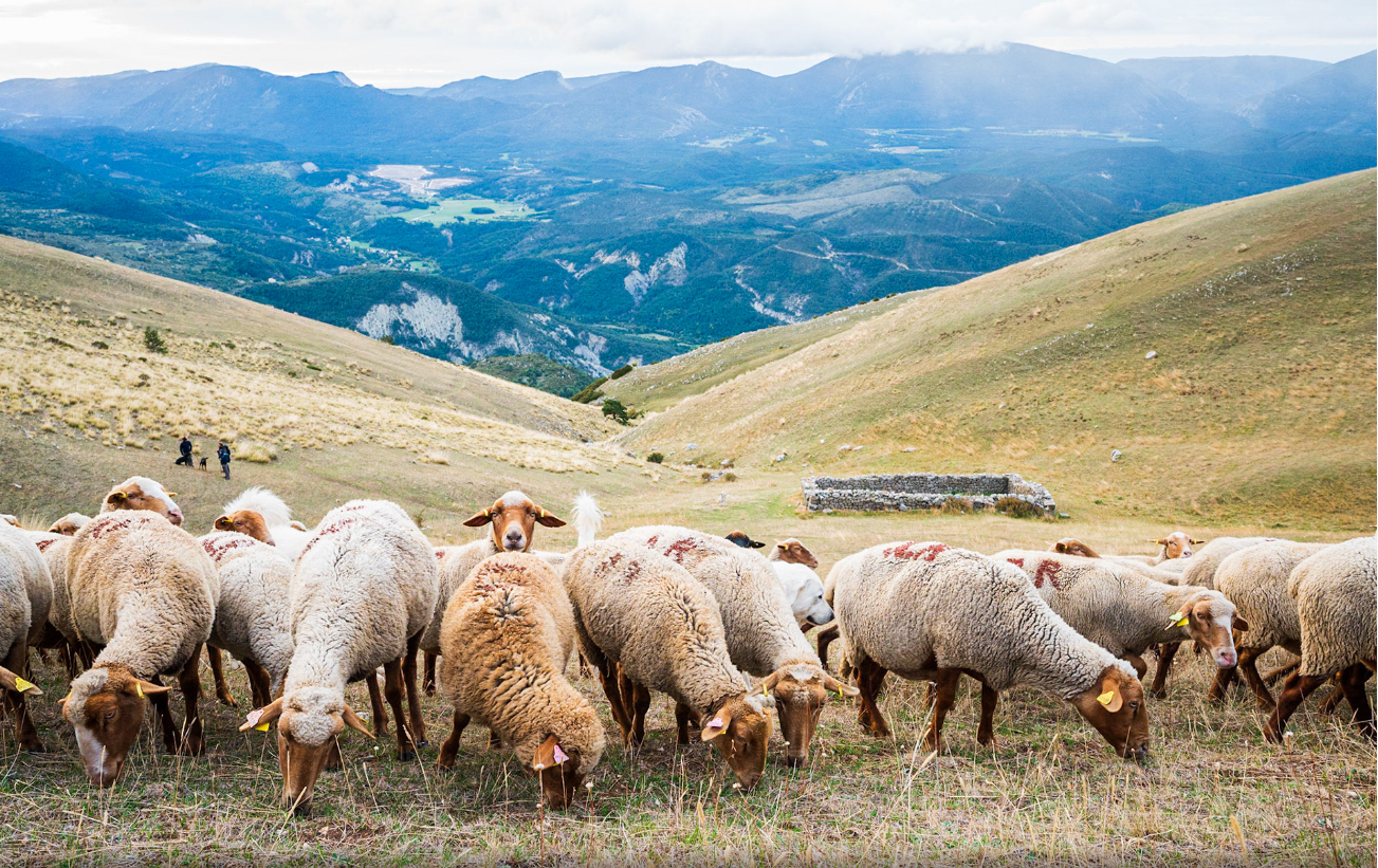 Exposition transhumance