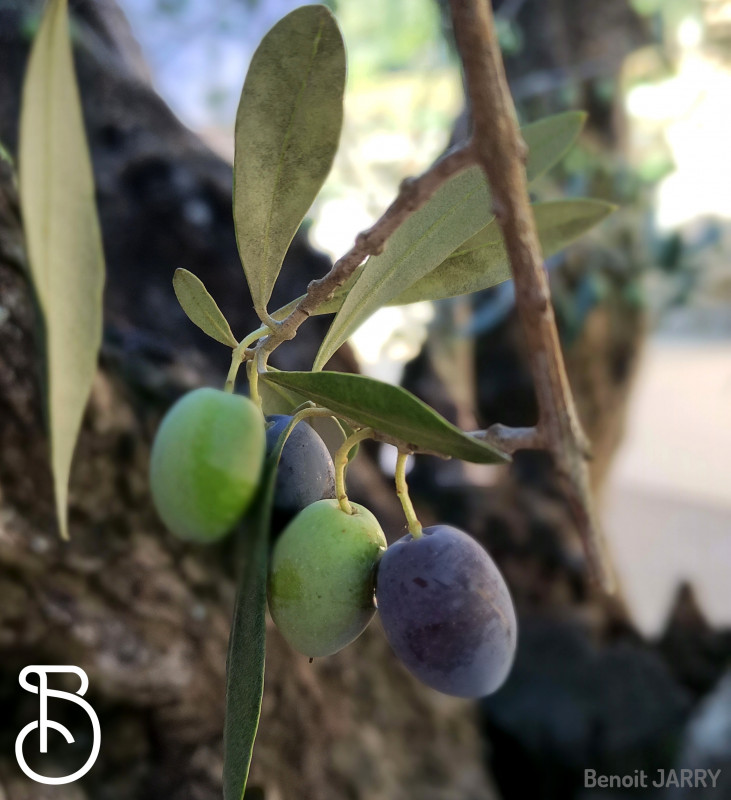 L'eau solide et le gel des oliviers L'eau solide et le gel des oliviers